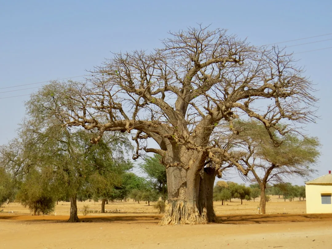 Baobab majestueux aux branches dénudées dans la savane sénégalaise aride