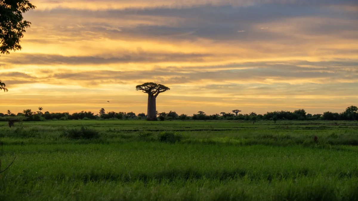 Flore du Sénégal : zones écologiques, espèces emblématiques et dynamique végétale