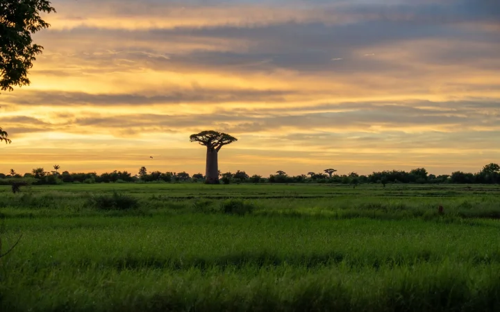 Flore du Sénégal : zones écologiques, espèces emblématiques et dynamique végétale