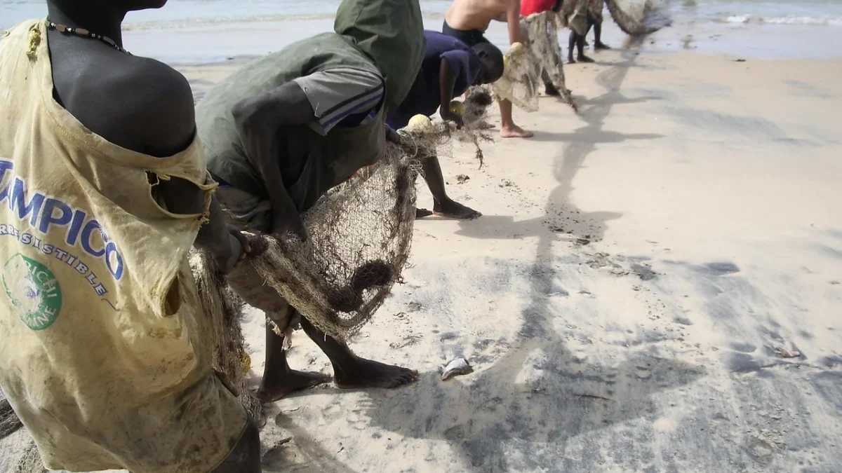L&rsquo;hymne national du Sénégal : Le Lion rouge, son histoire et ses symboles