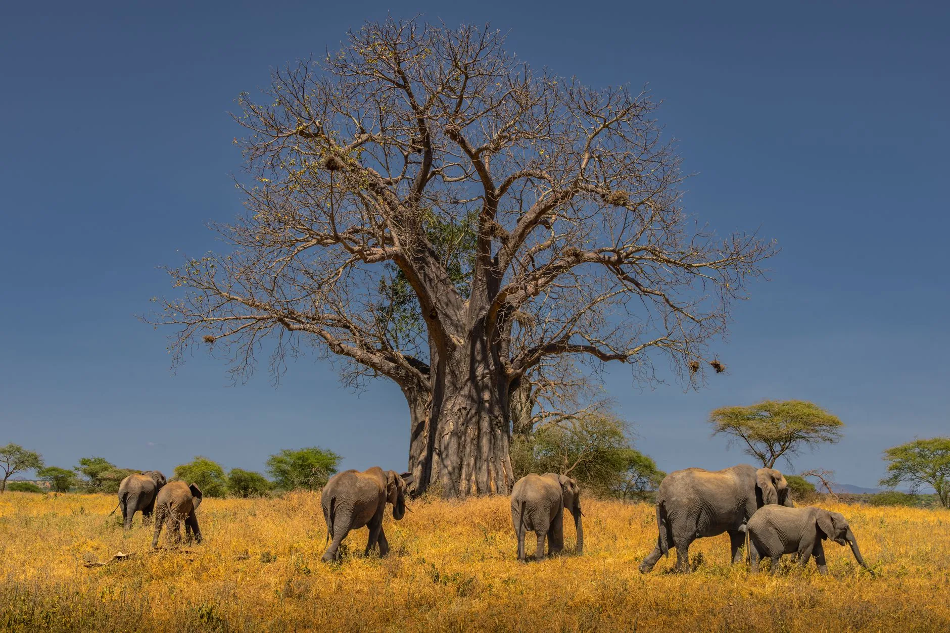 Baobabs et faune sauvage dans la réserve de Bandia en Afrique de l'Ouest