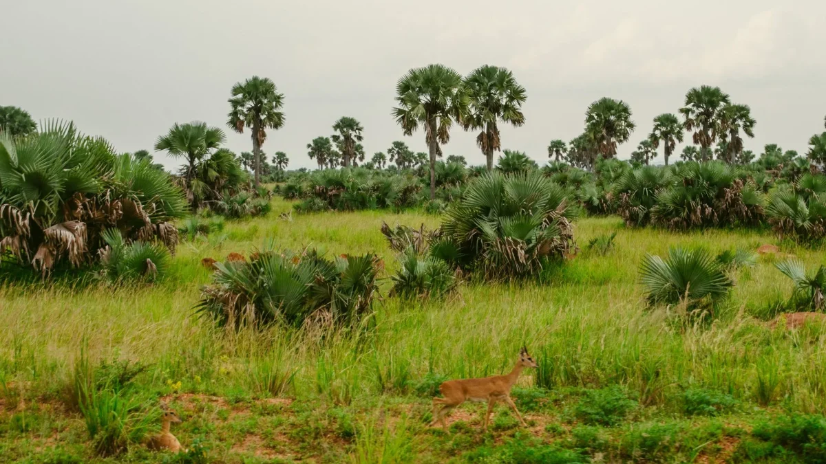 Réserve de Bandia en Ouganda avec savane, palmiers et animaux sauvages en pâturage