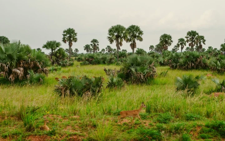 Réserve de Bandia : guide pratique pour préparer sa visite depuis Saly ou Dakar