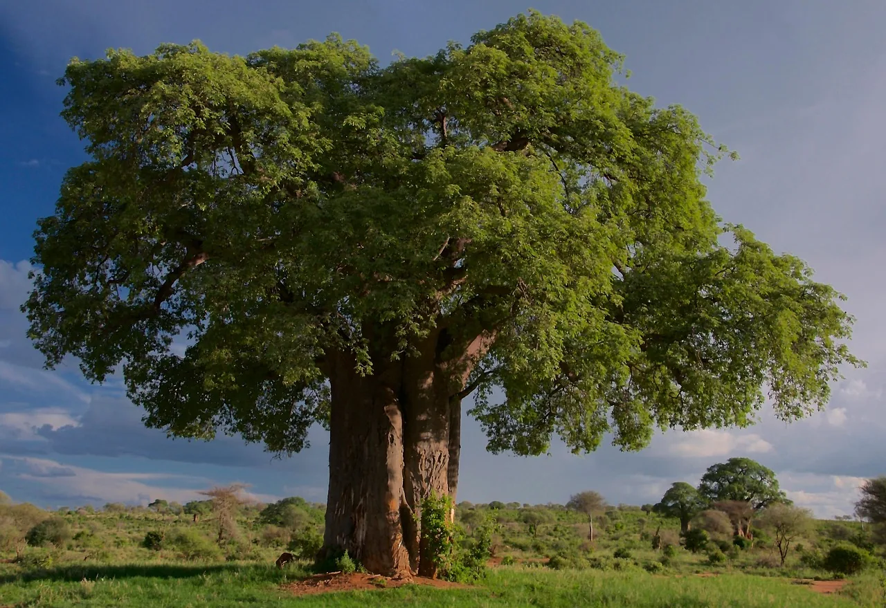Majestueux baobab aux branches généreuses dans la savane africaine verte