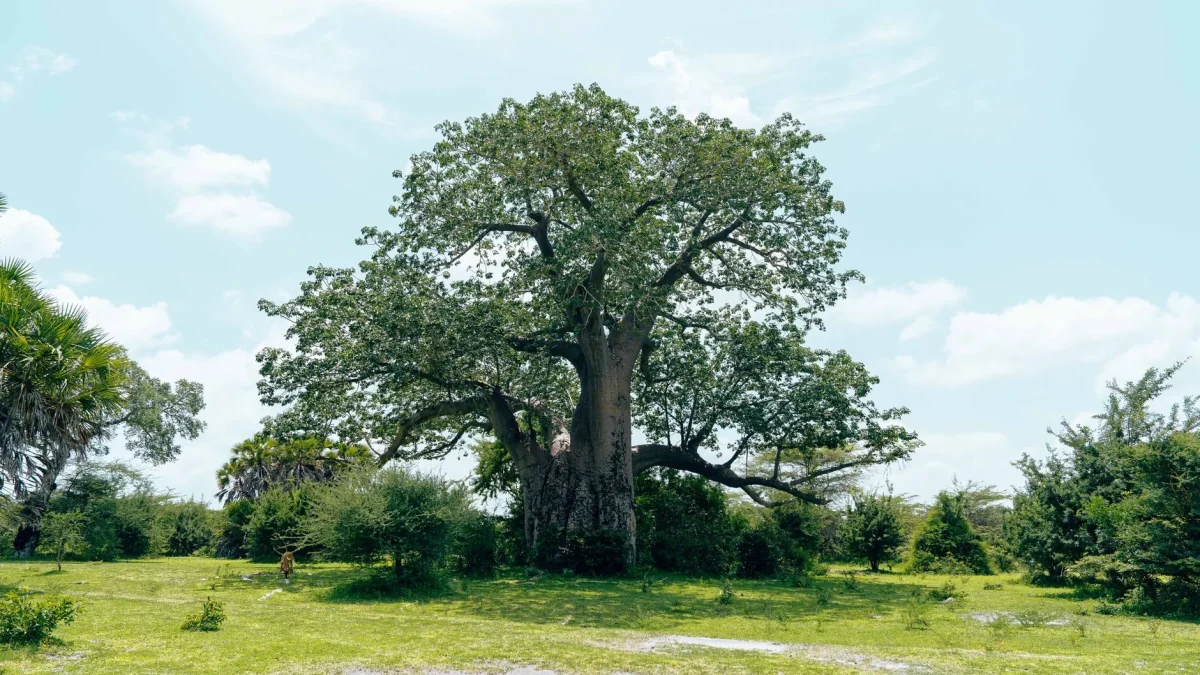 Le baobab au Sénégal : géographie, culture et repères pour préparer sa visite