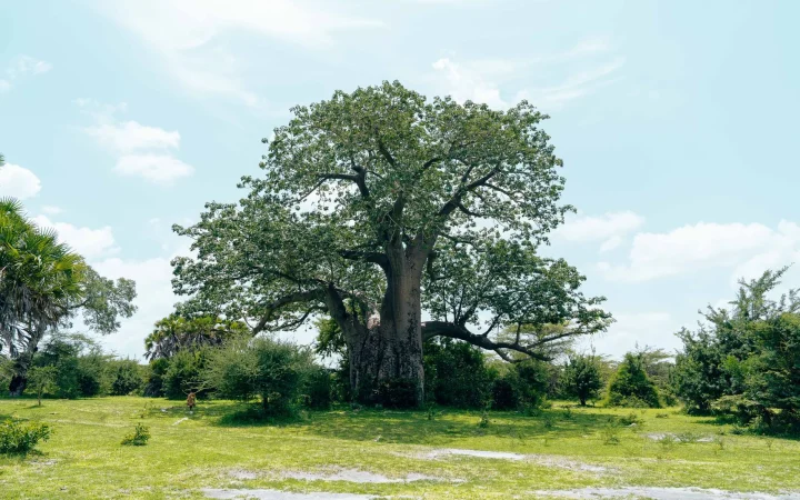 Le baobab au Sénégal : géographie, culture et repères pour préparer sa visite