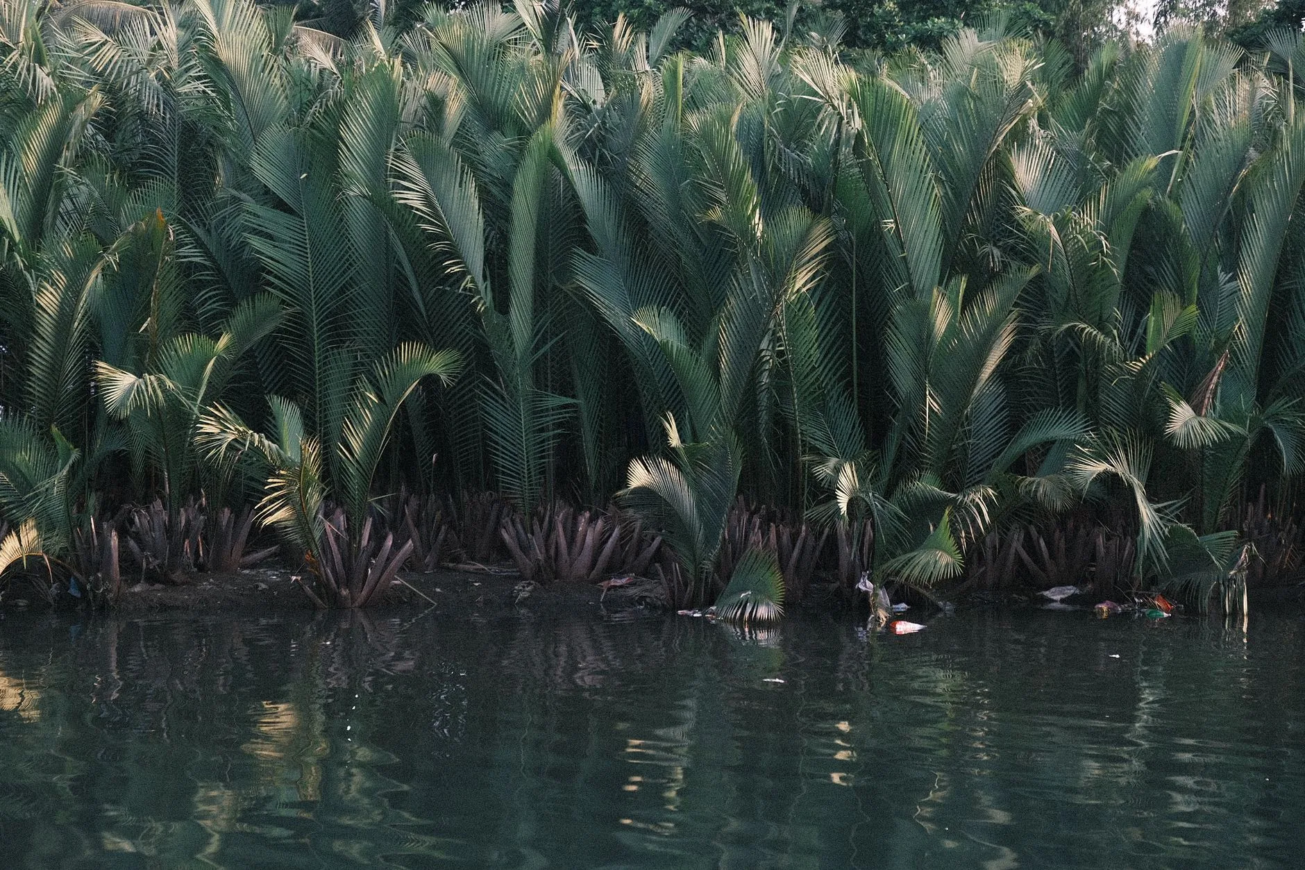 Palmiers nipa en bordure d'un cours d'eau calme reflétant leur feuillage tropical dense