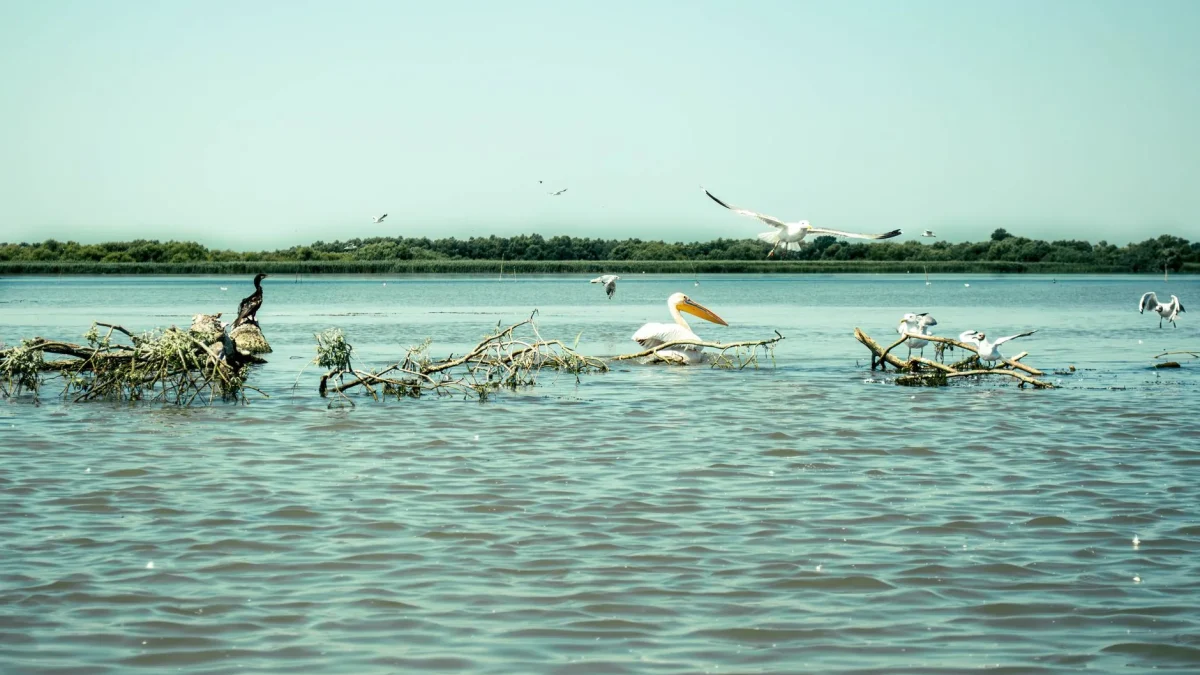 Pélican, cormoran et mouettes sur des branches flottantes au milieu d'un lac