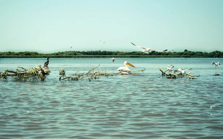 Delta du Saloum : géographie, biodiversité et conditions de visite