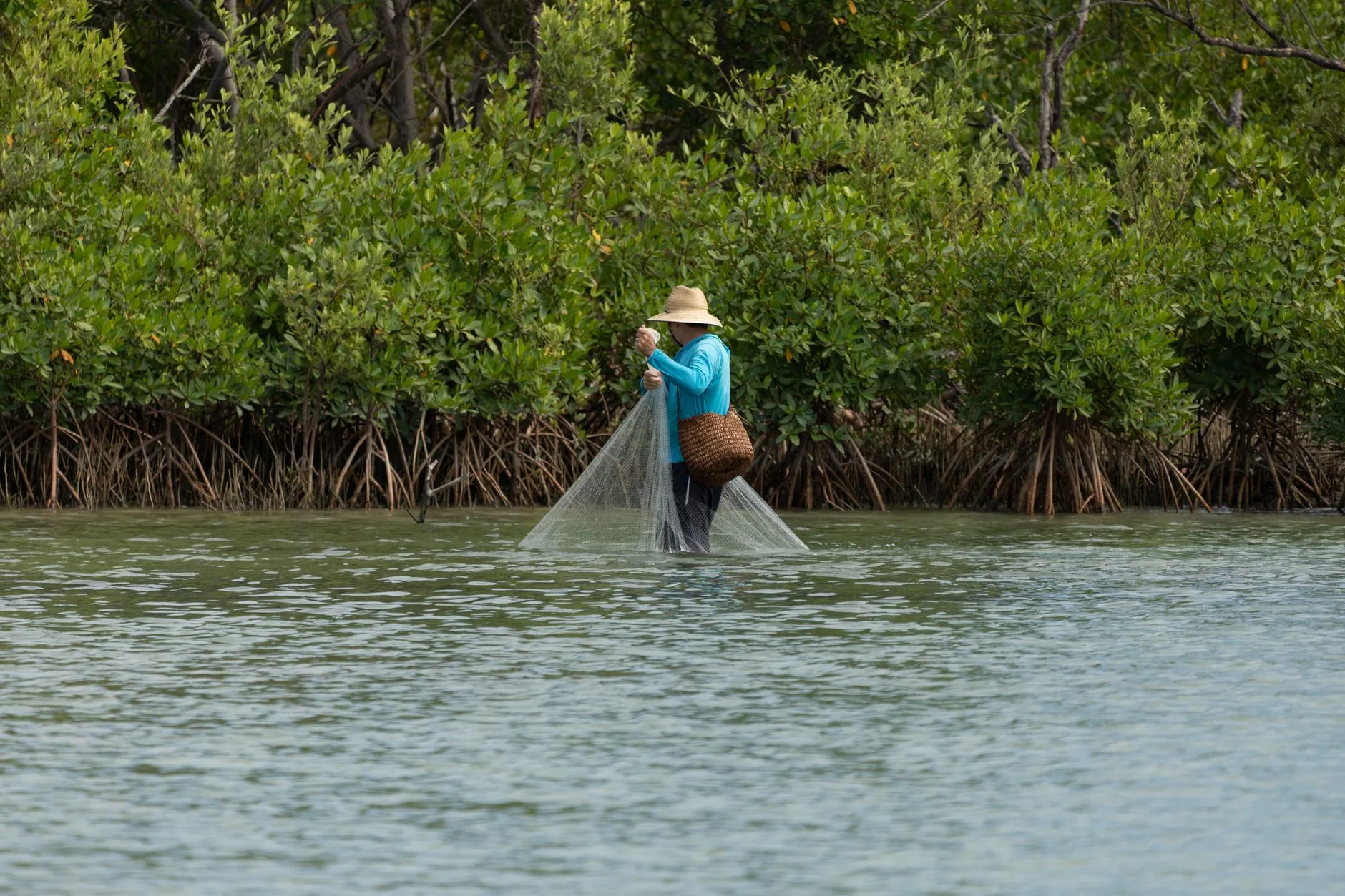 Pêcheur tenant un filet conique dans les eaux peu profondes d'une mangrove