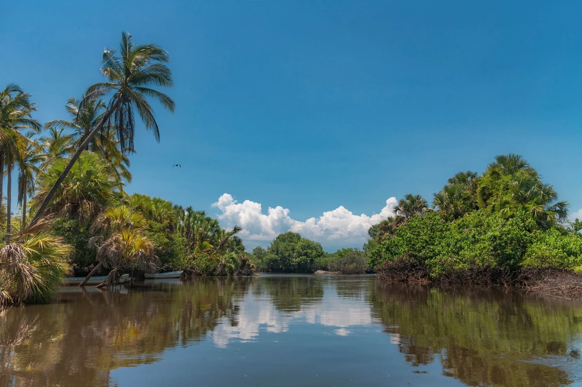 Lagune tropicale bordée de palmiers et de mangroves sous un ciel bleu