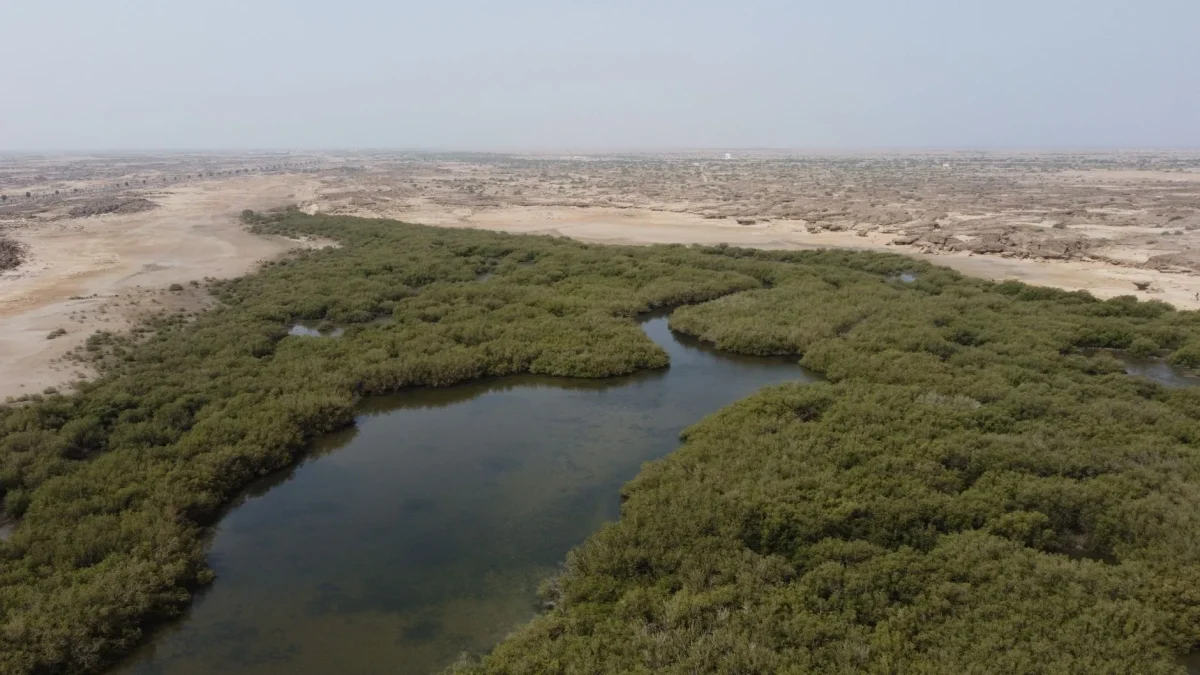 Vue aérienne de mangroves luxuriantes entourant un lagon calme dans un paysage désertique