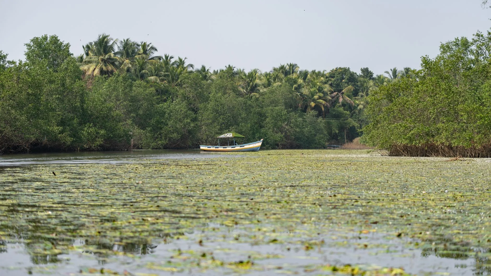 Bateau à toit vert amarré dans un estuaire bordé de mangroves et de palmiers