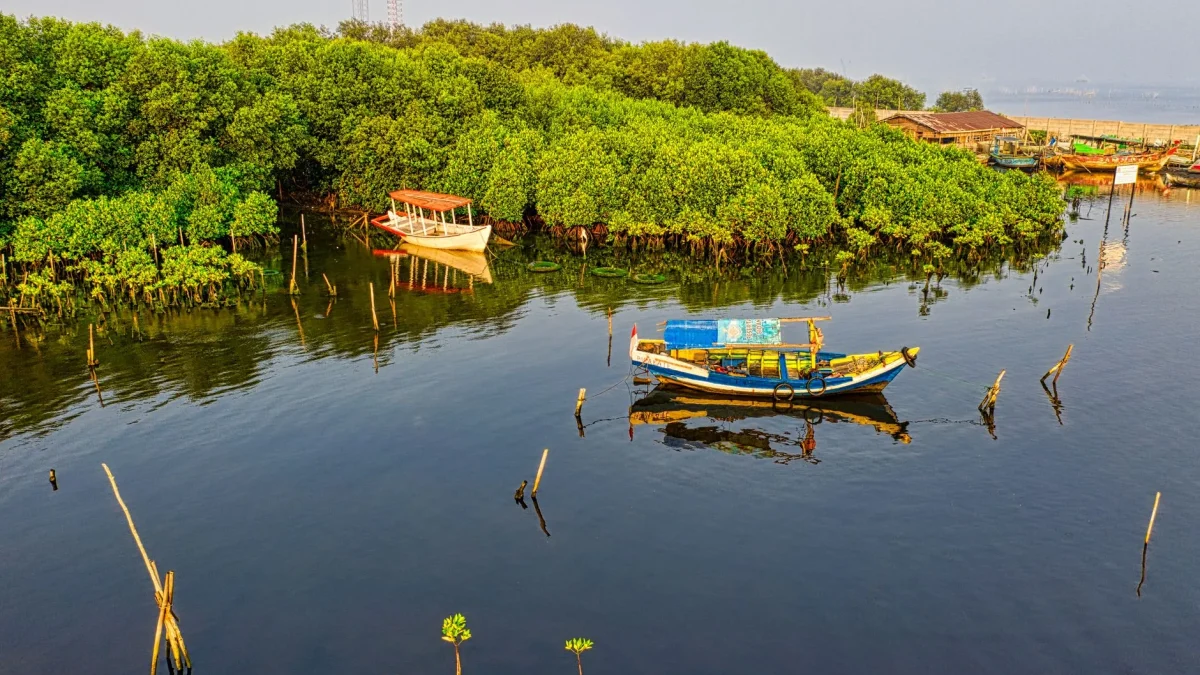 Deux bateaux traditionnels colorés amarrés dans une zone de mangroves aux eaux calmes