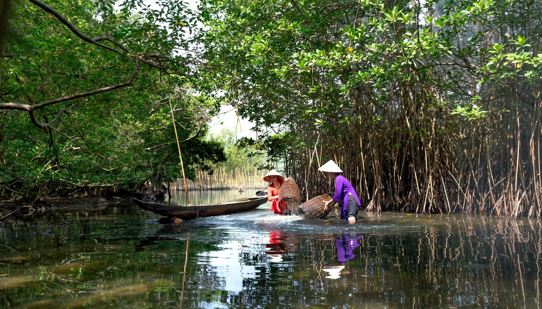 Deux pêcheuses en chapeaux coniques manipulent des nasses en bambou dans une mangrove