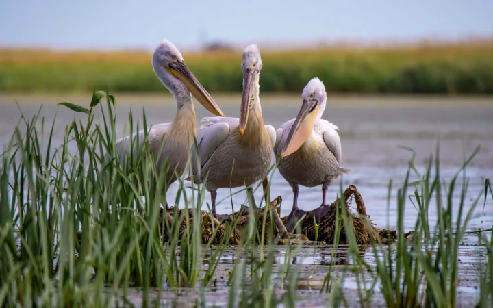 Sine Saloum : découvrir le delta sénégalais, ses îles et ses bolongs