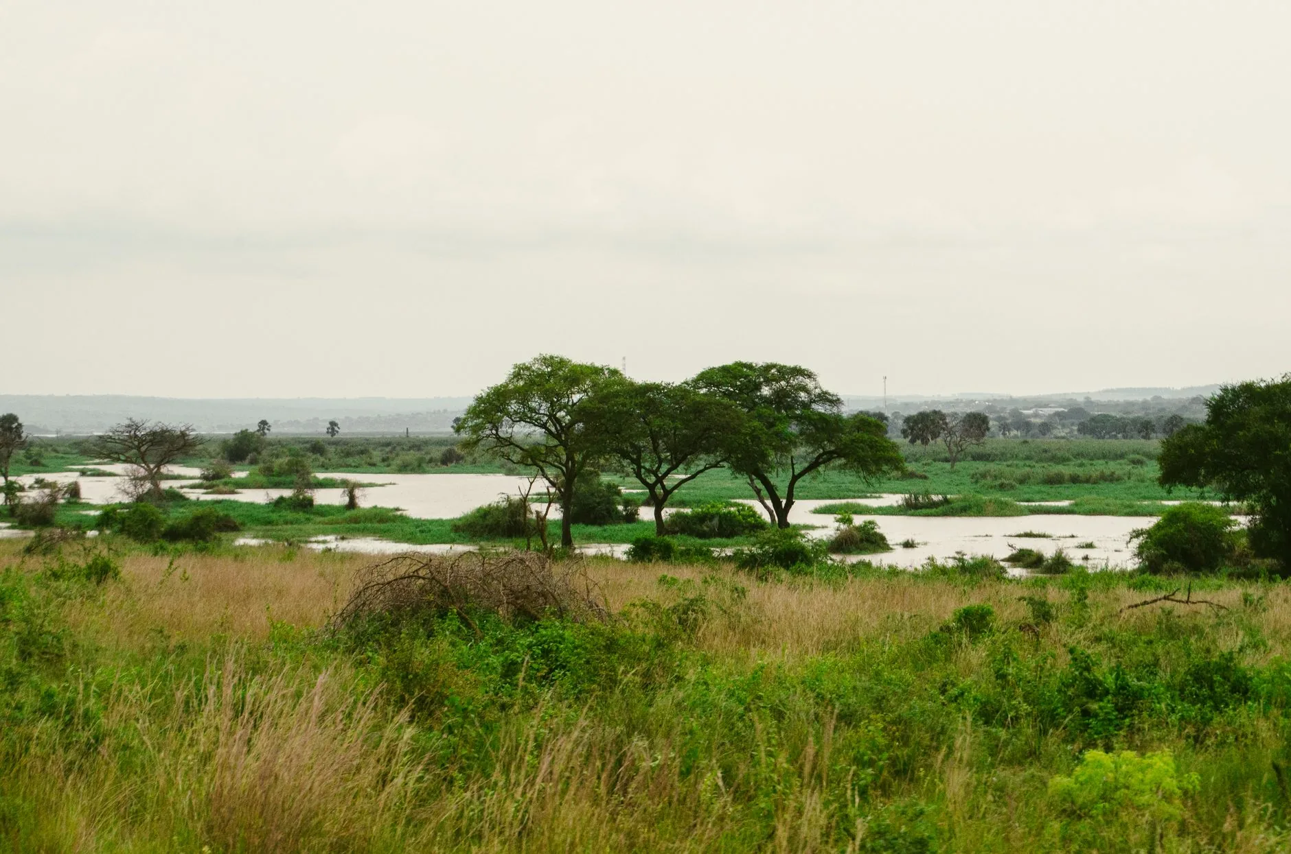 Plaine de savane verdoyante avec arbres et étendues d'eau sous un ciel nuageux