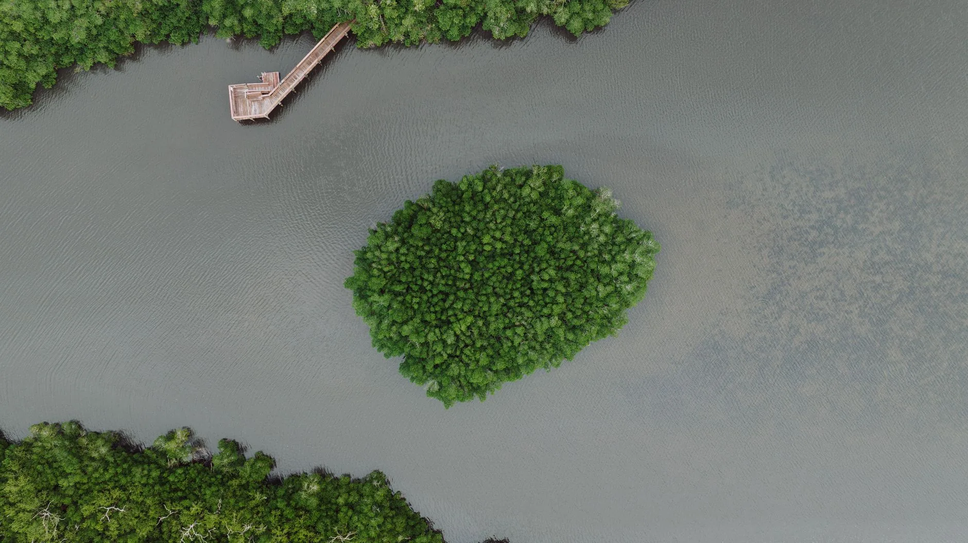 Vue aérienne d'un îlot de mangrove entouré d'eau calme avec une jetée en bois
