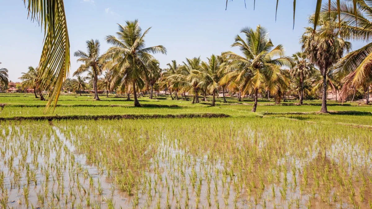 Ziguinchor : guide pratique pour préparer son séjour en Casamance