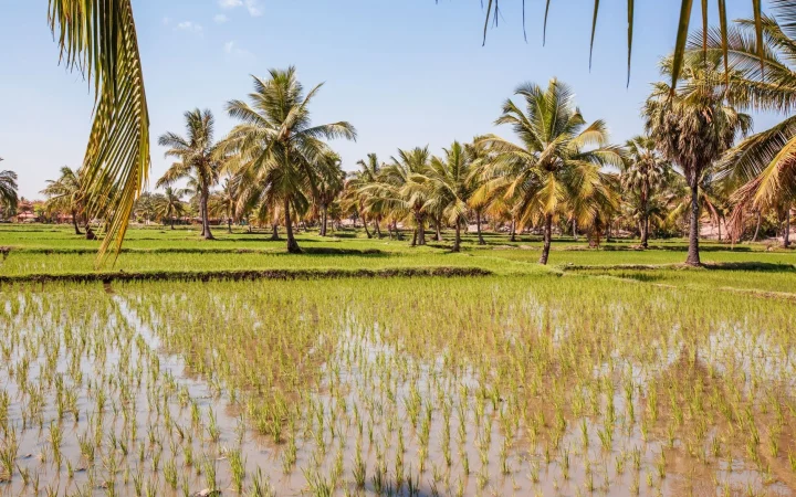Ziguinchor : guide pratique pour préparer son séjour en Casamance