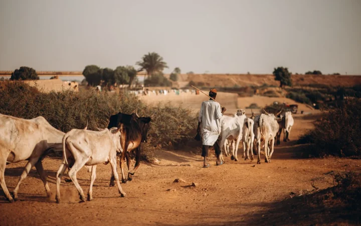 L&rsquo;ethnie peule au Sénégal : identité, culture et présence sur le terrain