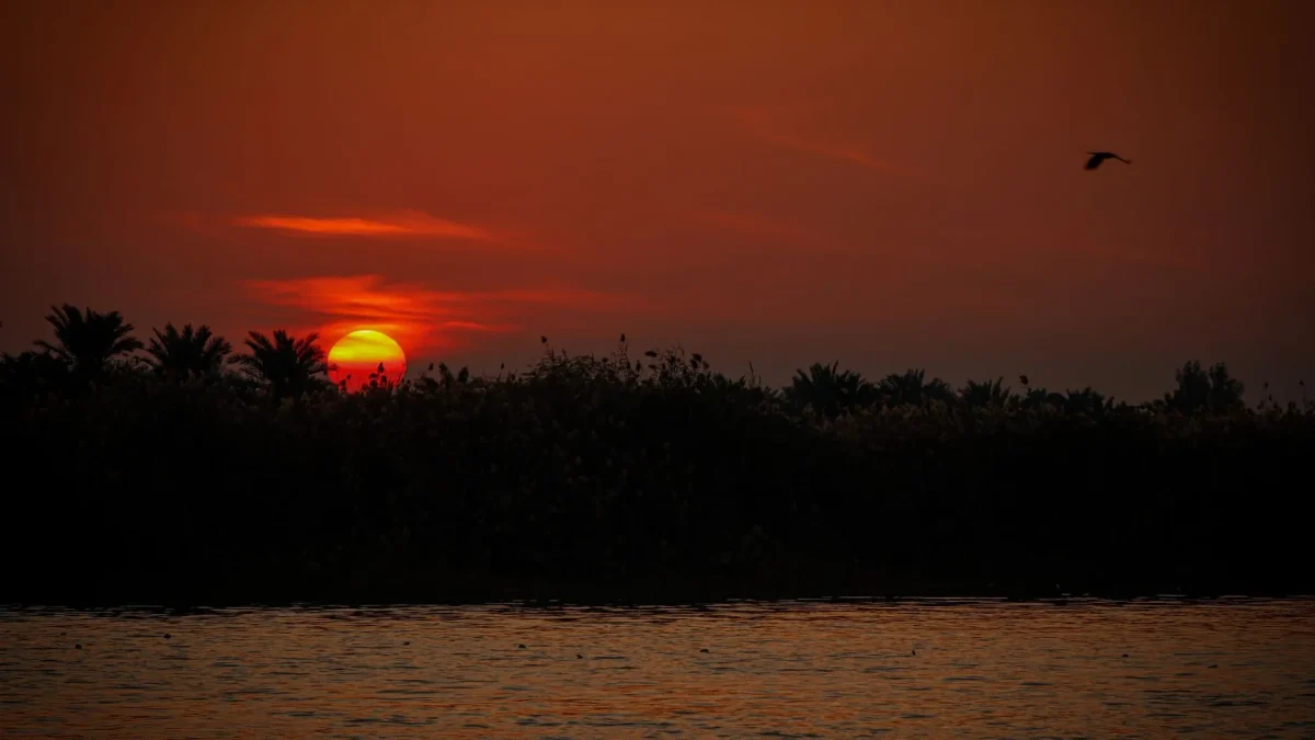 Coucher de soleil flamboyant sur un fleuve bordé de palmiers en silhouette avec un oiseau en vol
