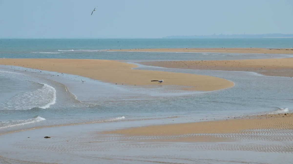 Bancs de sable sinueux séparés par des canaux peu profonds avec des mouettes au bord de l'eau