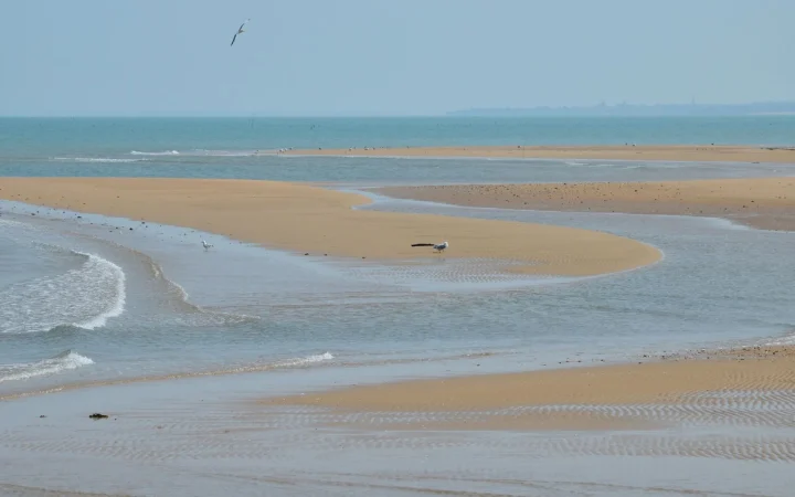 Langue de Barbarie : le parc national entre fleuve et océan à Saint-Louis