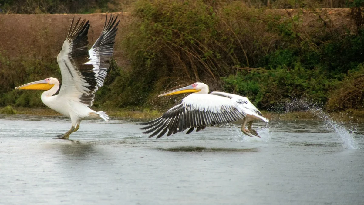 Parc national des oiseaux du Djoudj : guide de visite et dynamiques migratoires