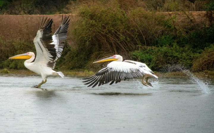 Parc national des oiseaux du Djoudj : guide de visite et dynamiques migratoires