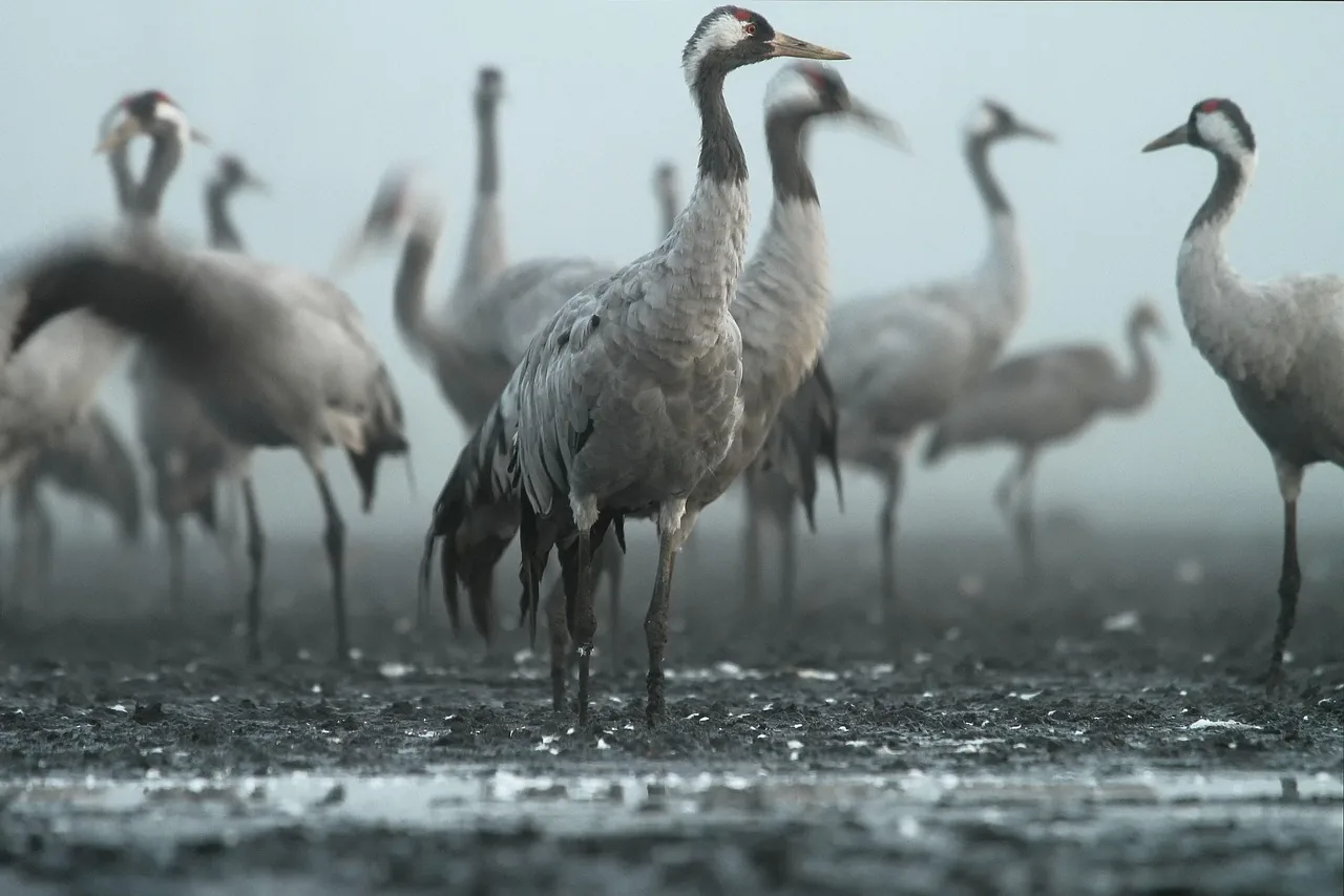 Groupe de grues cendrées debout dans un marais boueux sous une brume matinale