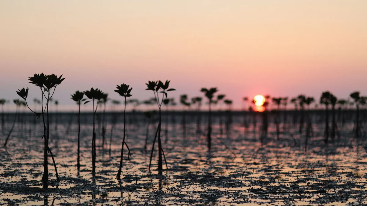 Silhouettes de pousses de mangrove sur une vasière au coucher de soleil