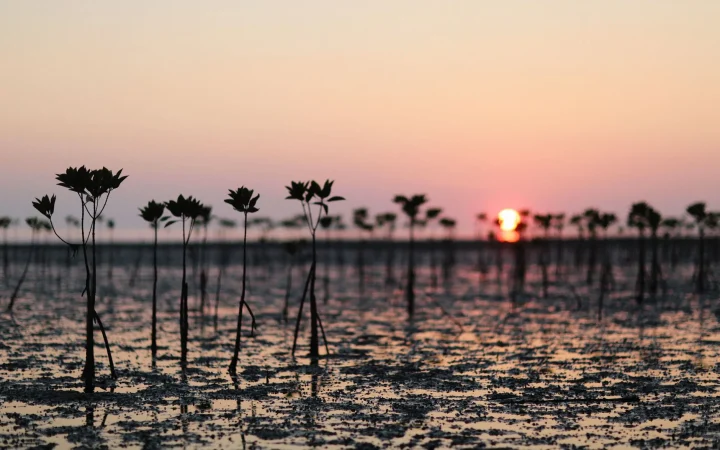 Sokone, porte du delta du Sine-Saloum : guide pratique pour préparer votre visite